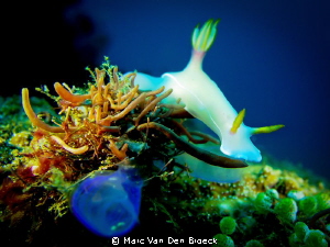 white nudi by Marc Van Den Broeck 
